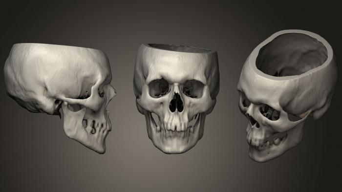 Anatomy of skeletons and skulls (ANTM_1288) 3D model for CNC machine